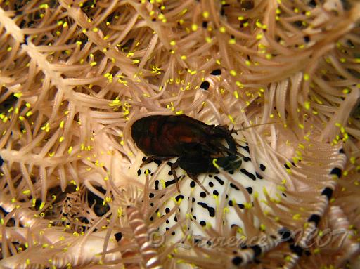 Galathée des comatules Allogalathea elegans.JPG